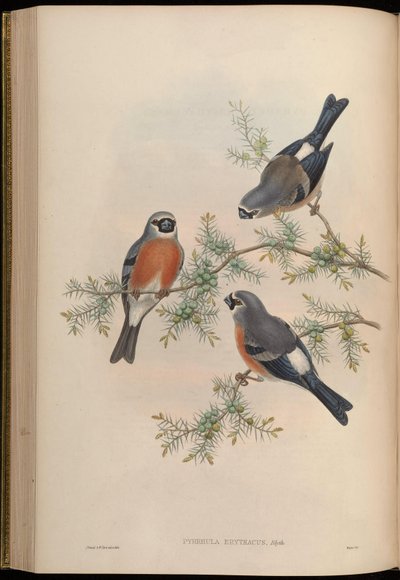 Pyrrhula erithacus von John Gould